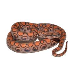 RESERVA 2026 - Jiboia...