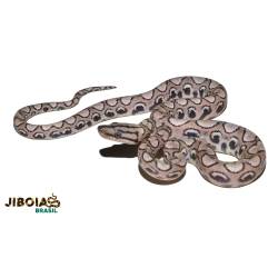 RESERVA 2026 - Jiboia...