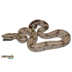 Jiboia (Boa constrictor...