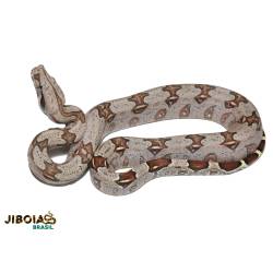 Jiboia (Boa constrictor...