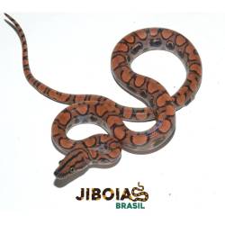 Jiboia arco-íris da...