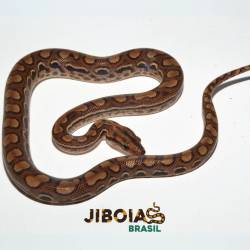 Jiboia arco-íris da...