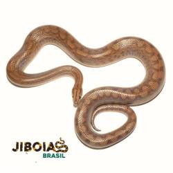 Jiboia arco-íris Norte...
