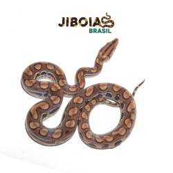 Jiboia arco-íris da...