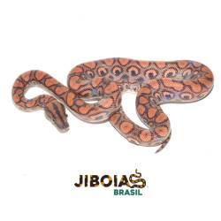 Jiboia arco-íris da...