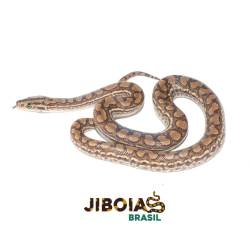 Jiboia arco-íris Norte...