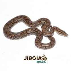 Jiboia arco-íris Norte...