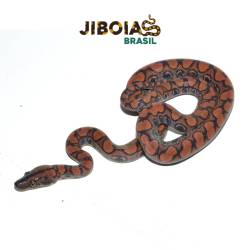 Jiboia arco-íris da...