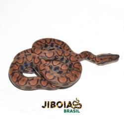 Jiboia arco-íris da...