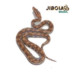 Jiboia arco-íris da...