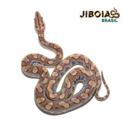 Jiboia arco-íris da...