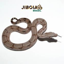 Jiboia Bca (Boa constrictor...