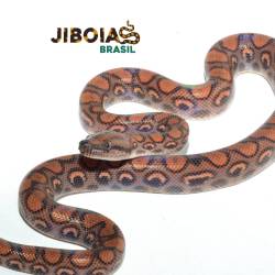 Jiboia arco-íris da...
