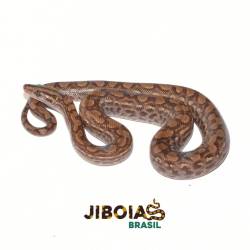 Jiboia arco-íris Norte...