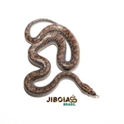 Jiboia arco-íris Norte...