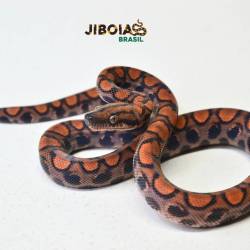 Jiboia arco-íris da...