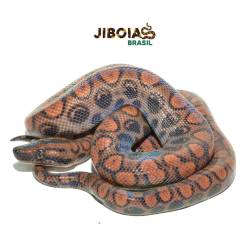 Jiboia arco-íris da...