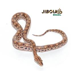 Jiboia arco-íris da...