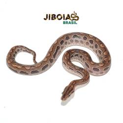Jiboia arco-íris da...