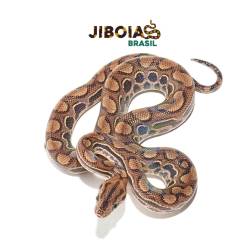 Jiboia arco-íris da...