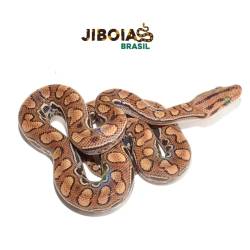 Jiboia arco-íris da...