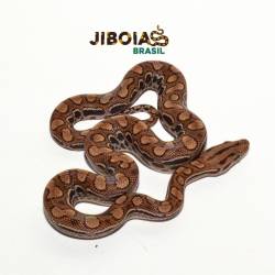 Jiboia arco-íris da...