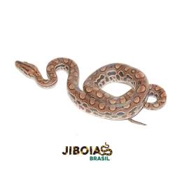Jiboia arco-íris da...