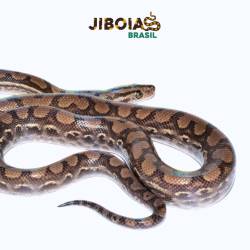 Jiboia arco-íris Norte...