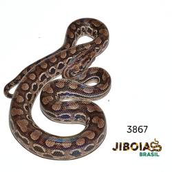 Jiboia arco-íris da...