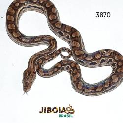 Jiboia arco-íris da...