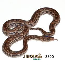 Jiboia arco-íris da...