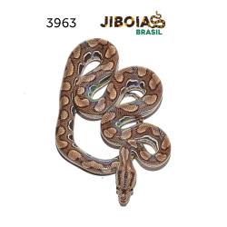 Jiboia arco-íris da...