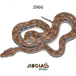 Jiboia arco-íris da...