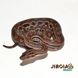 Jiboia arco-íris da...