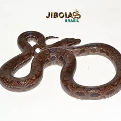 Jiboia arco-íris da...