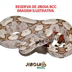 RESERVA 2026 - Jiboia -...
