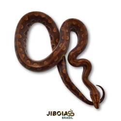 Jiboia arco-íris do Cerrado...