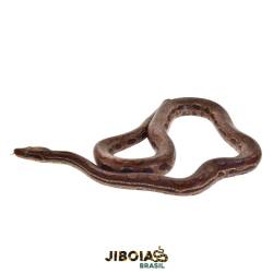 Jiboia arco-íris da...