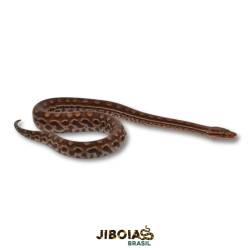 Jiboia arco-íris do Cerrado...