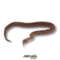 Jiboia arco-íris do Cerrado...