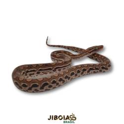 Jiboia arco-íris da...