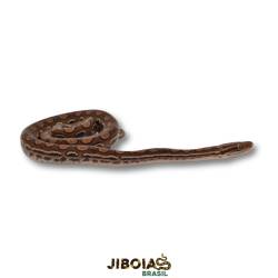 Jiboia arco-íris da...