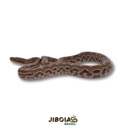 Jiboia arco-íris da...