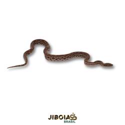 Jiboia arco-íris da...