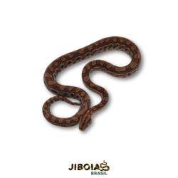 Jiboia arco-íris da...