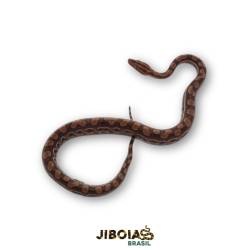 cJiboia arco-íris da...