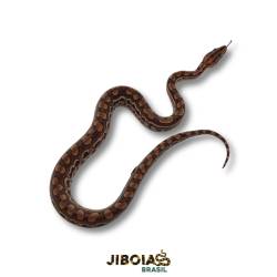 Jiboia arco-íris da...