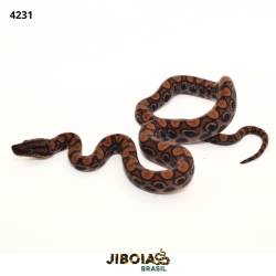 Jiboia arco-íris da...