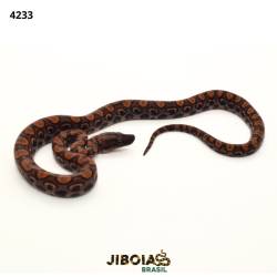 Jiboia arco-íris da...