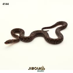 Jiboia arco-íris Norte...